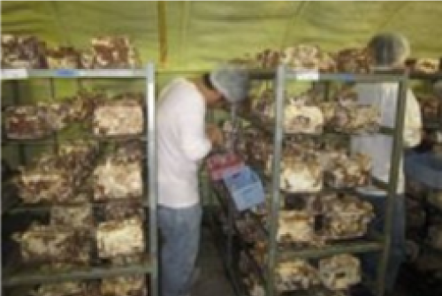 (株)マリーンズハウス<br>障害者就労支援事業所